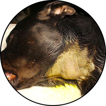 Lymphome du chien et biopsie d'un ganglion