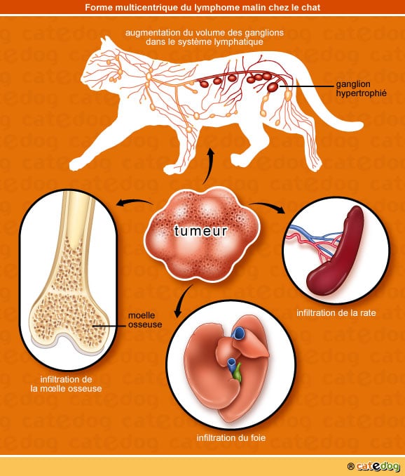 lymphome-multicentrique-tumeur-cancer-chat