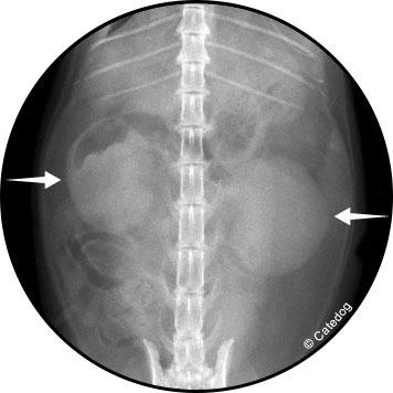 Lymphome rénal chez le chat et le chien