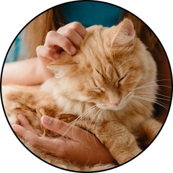 Maladie de peau transmissible du chat à l'homme