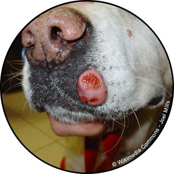 Mastocytome chez le chien