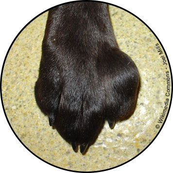 Mastocytome chez le chien
