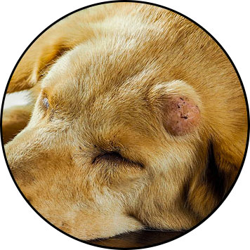Mastocytome chez le chien
