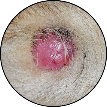 Tumeur mastocytome chez le chat et le chien