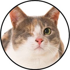 Mélanome de l'iris du chat et tumeur de l'œil