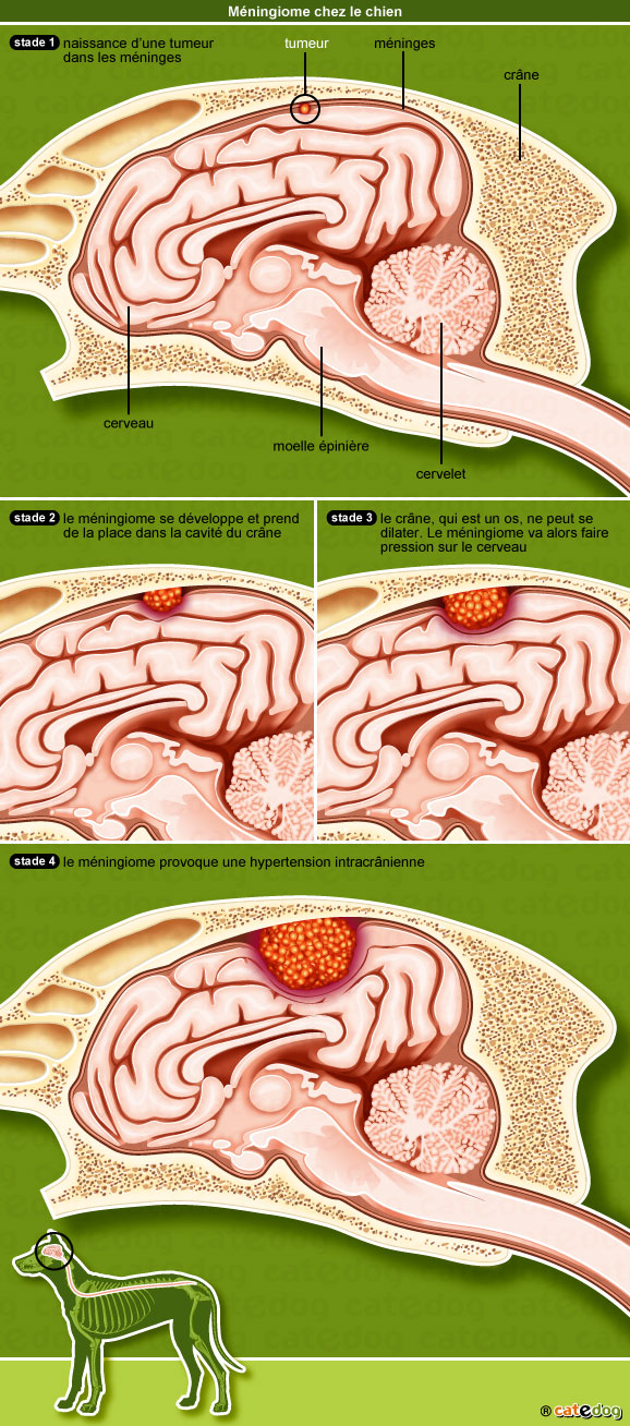 meningiome-cerveau-encephale-chien
