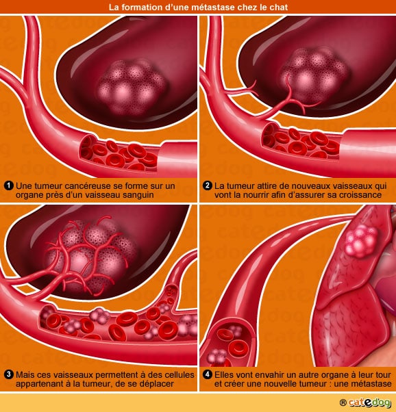 metastase-tumeur-maligne-cancer-cellule-chat