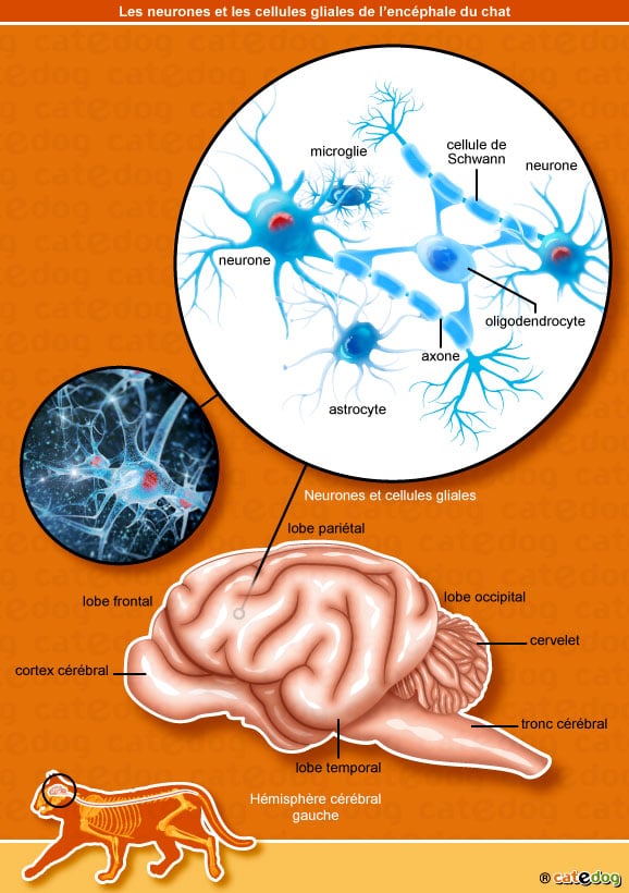 neurones-cellules-gliales-encephale-chat