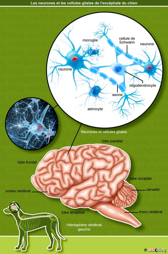 neurones-cellules-gliales-encephale-chien