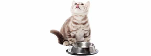 nourrir-un-chaton