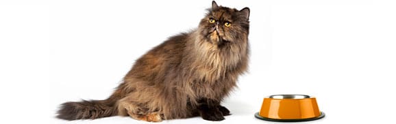 nourrir-un-vieux-chat