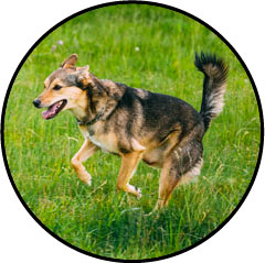 Ostéosarcome chez le chien et tumeur osseuse