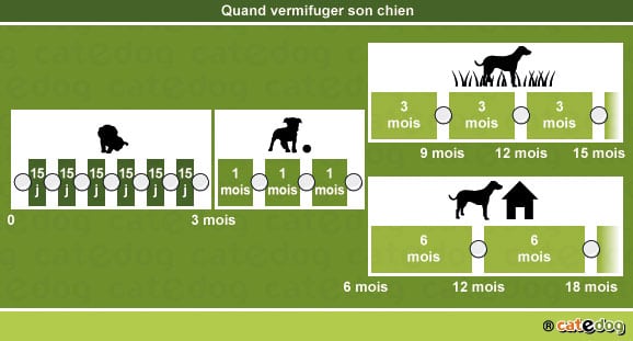 quand-vermifuger-chien