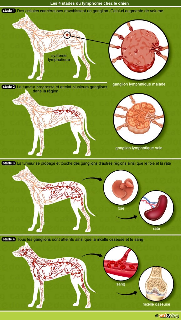 stades-lymphome-tumeur-cancer-ganglion-chien