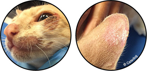 Teigne chez le chat et maladie transmise à l'homme