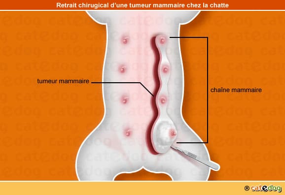 Chirurgie de la tumeur mammaire du chat