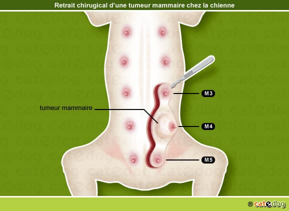traitement-chirurgie-tumeur-cancer-mammaire-chienne