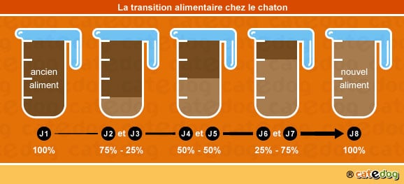 transition-alimentaire-repas-alimentation-nourrir-chaton