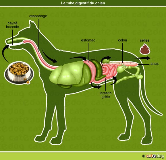 anatomie-chien-tube-digestif-digestion-catedog