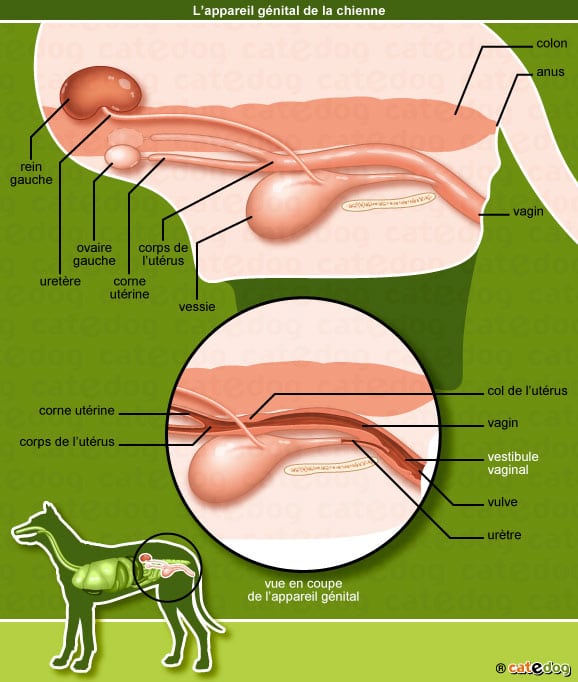 tumeur-appareil-genital-chienne