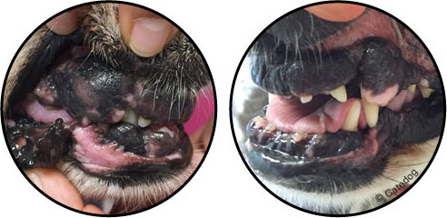 Tumeur de la bouche de la gencive chez le chien