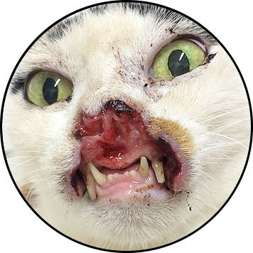 Tumeur de la bouche du chat et carcinome épidermoïde de la truffe et mâchoire
