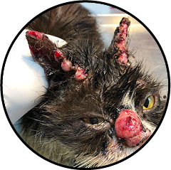 Tumeur de la bouche du chat et carcinome épidermoïde