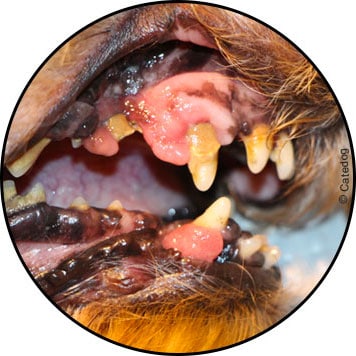 Tumeur de la bouche et de la gencive chez un chien