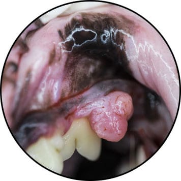 Tumeur de la bouche et de la muqueuse chez un chat et chien
