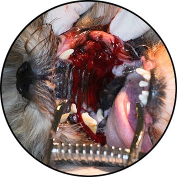 Tumeur de la bouche du palais chez le chien