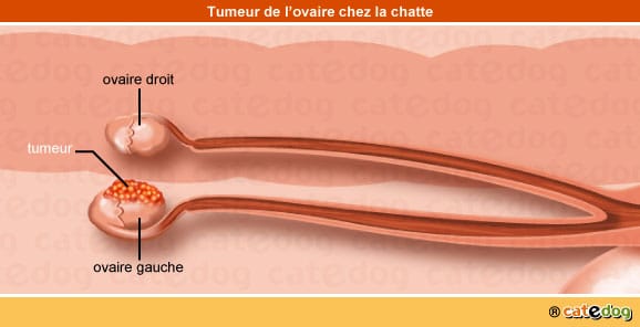 tumeur-maligne-benigne-metastases-ovaire-chatte