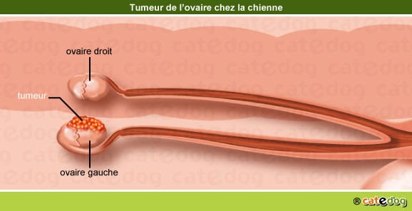 tumeur-maligne-benigne-metastases-ovaire-chienne