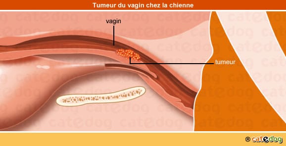 tumeur-maligne-benigne-metastases-vagin-chatte
