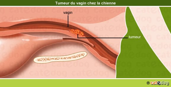 tumeur-maligne-benigne-metastases-vagin-chienne
