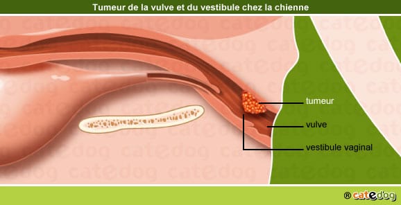tumeur-maligne-benigne-metastases-vulve-vestibule-chienne