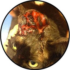 Tumeur maligne chez un chat carcinome