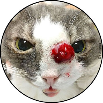 Tumeur nasal chez un chat
