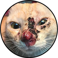 Tumeur de la peau chez le chat carcinome