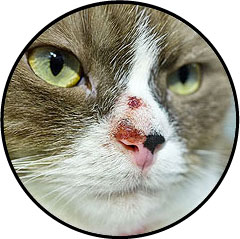 Tumeur de la peau chez le chat carcinome