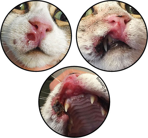 Tumeur de la peau chez le chat carcinome