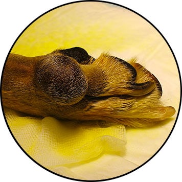 Tumeur de la peau du chien et fibrosarcome