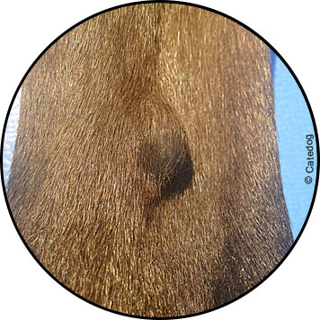 Tumeur de la peau du chien et hémangiome cutané