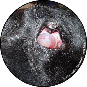 Tumeur de la peau du chien et hyperplasie adénomateuse