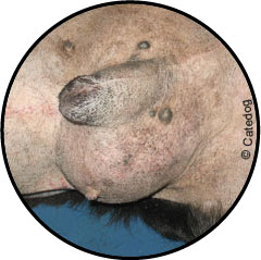 Tumeur de la peau du chien et lipome
