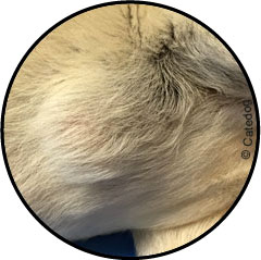 Tumeur de la peau du chien et lipome