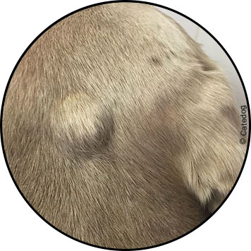 Tumeur de la peau du chien et lipome