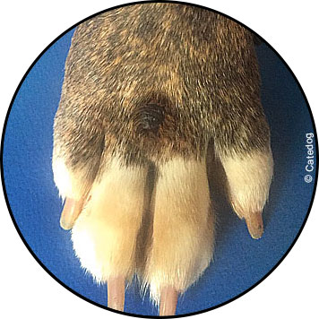 Tumeur de la peau du chien et mélanome cutané