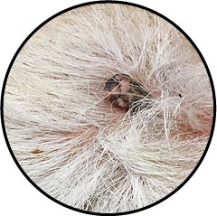 Tumeur de la peau du chien et verrue