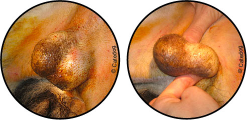 Tumeur et boule sur testicule d'un chien