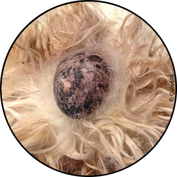 Tumeur et boule sur testicule d'un chien